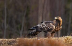 Quando le specie in pericolo conquistano le prime pagine: tra sarcasmo e realtà